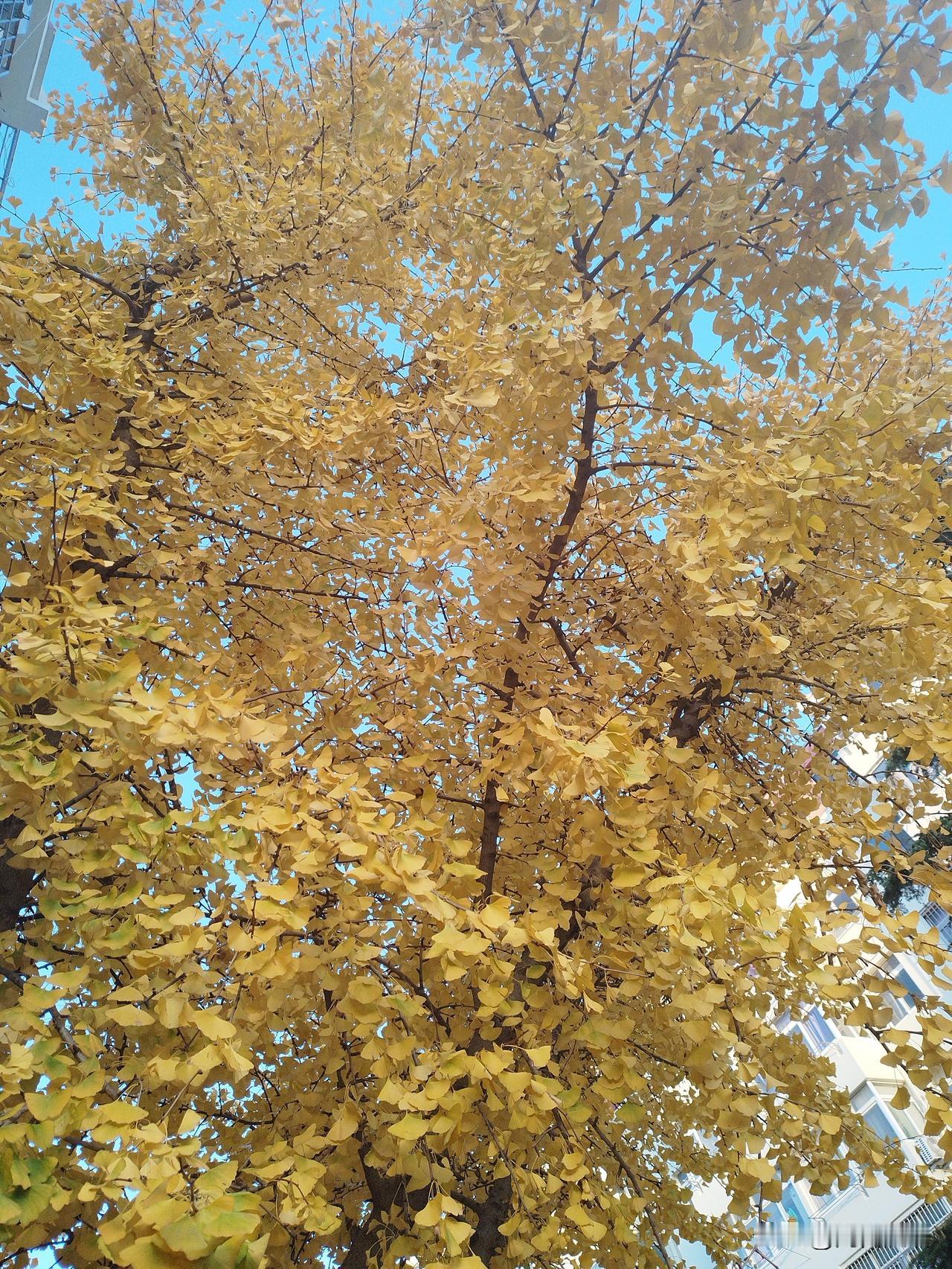 冬日生活打卡季和友友们打个招呼，以后遇到我的作品是你们不感兴趣的，不用点赞，一笑