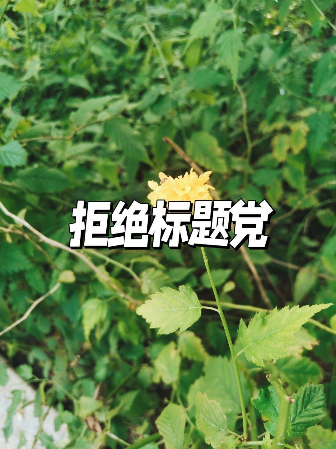bZ5水陆空极限试炼见真章看到标题，我还以为是在陆地、水里和空中驾驶进行极限测试