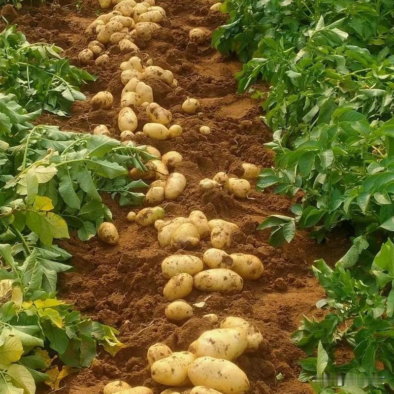 土豆想高产？谷雨到立夏这20天，别瞎管
 




为啥你家土豆秧子长得绿油油，