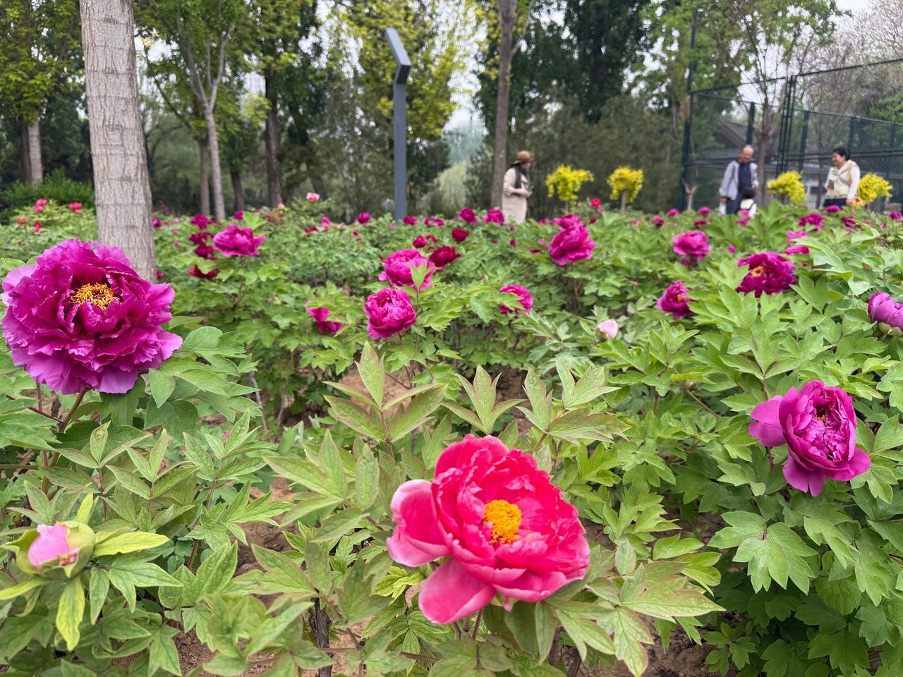 【石家庄市裕西公园第二届牡丹节今日启幕】 石家庄市裕西公园、石家庄市园林绿化工程