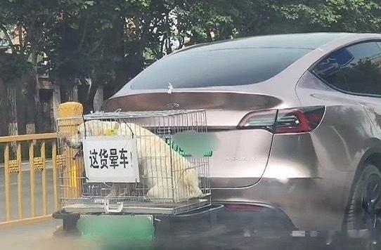 爱是爱狗狗的。 ​​​