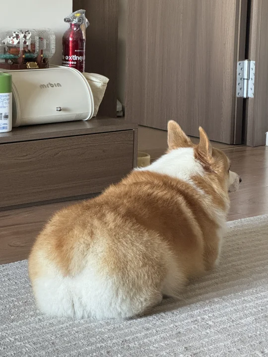 小狗沉思中 勿扰