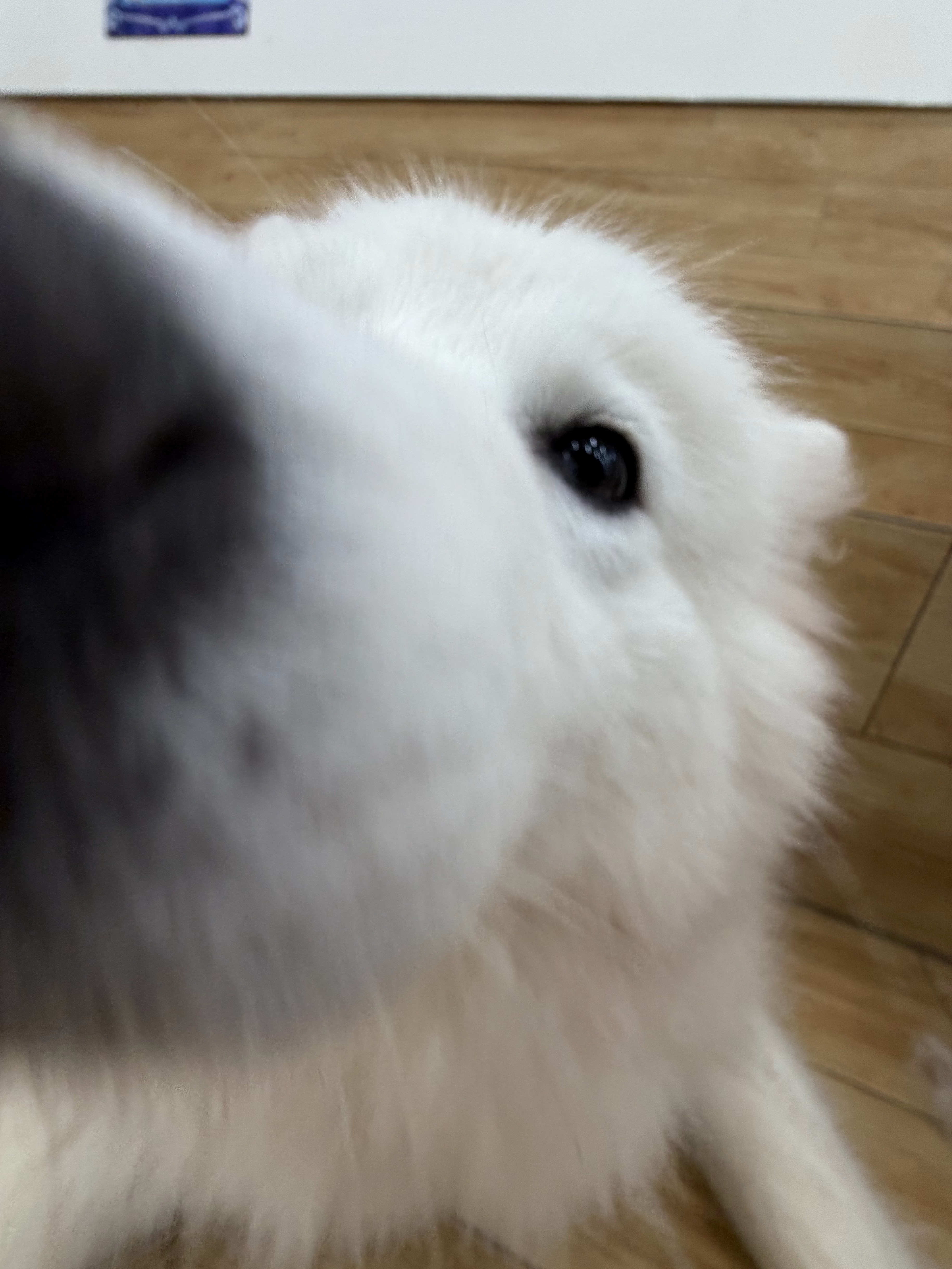 云旗更新plog，满屏猫朋狗友🐶🐱白狗、小猫、绿植全齐了，简直小型动物园，喜
