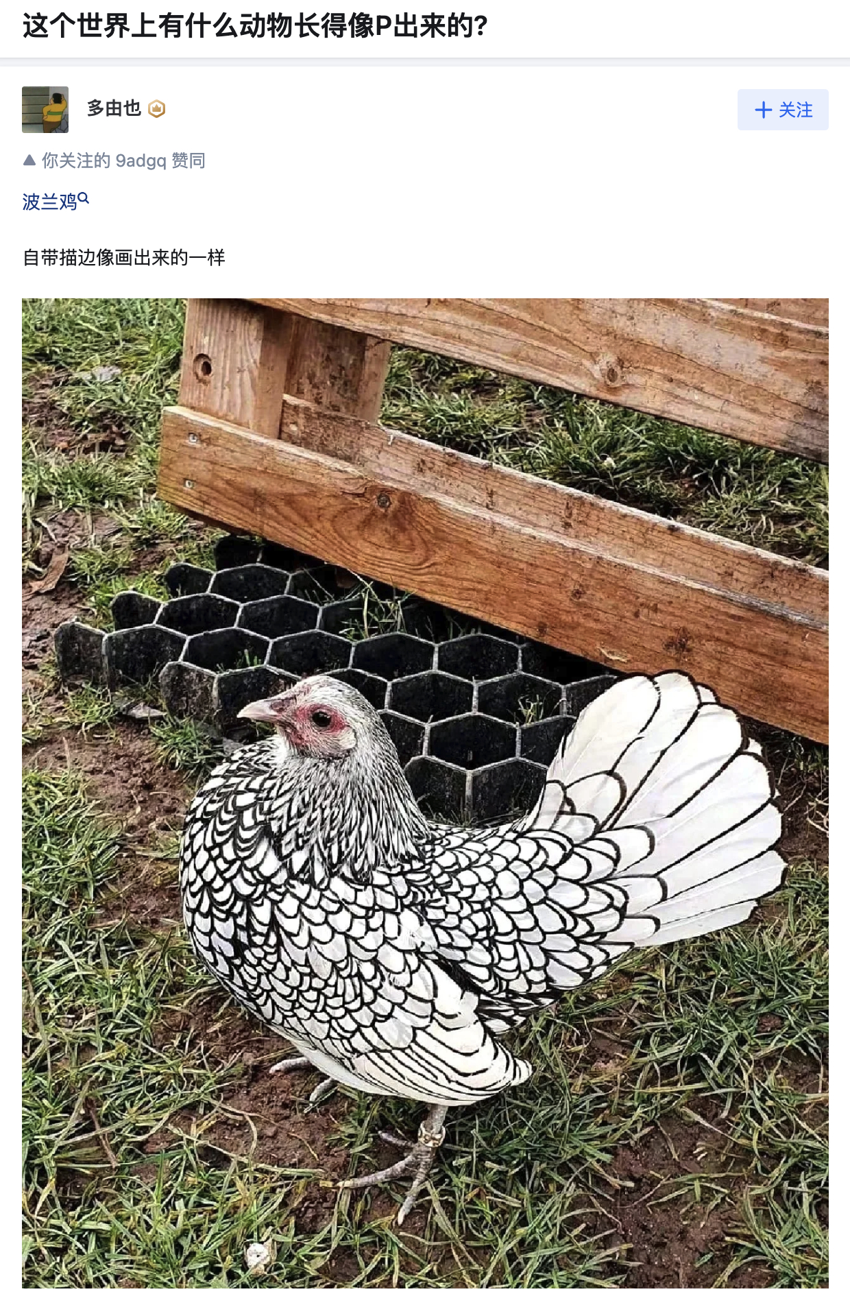 描了边的鸡好神奇[哆啦A梦吃惊] ​​​