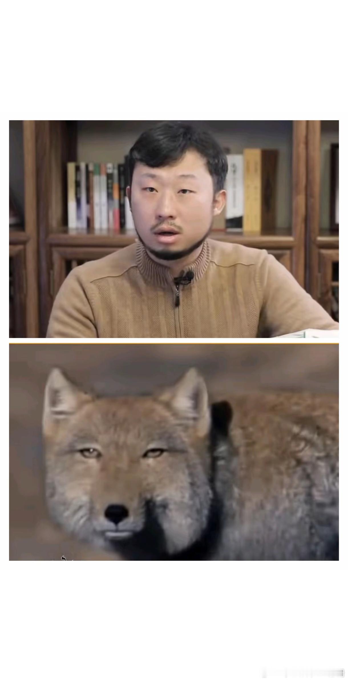 林一开口就是名场面  林一看到螃蟹爬小亮老师手上，马上说：“可能它以为是藏狐。”