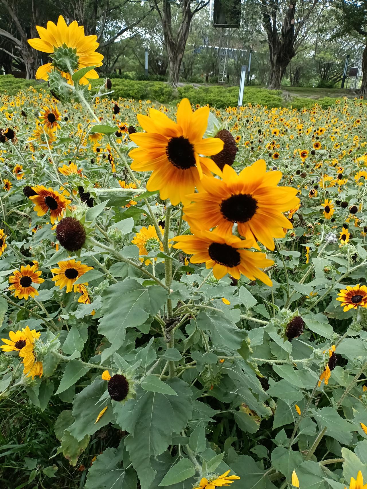 夏日生活打卡季葵花朵朵开，朵朵向阳开。