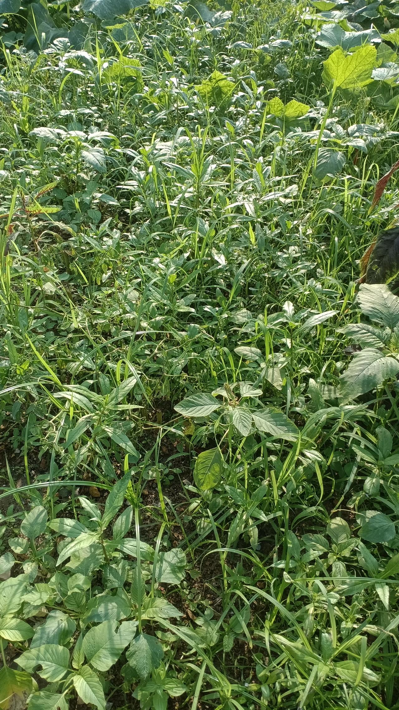 去年种的辣椒树，盖了薄膜，长的很好，今年的辣椒露天种的，草扯了一批又一批，前又下