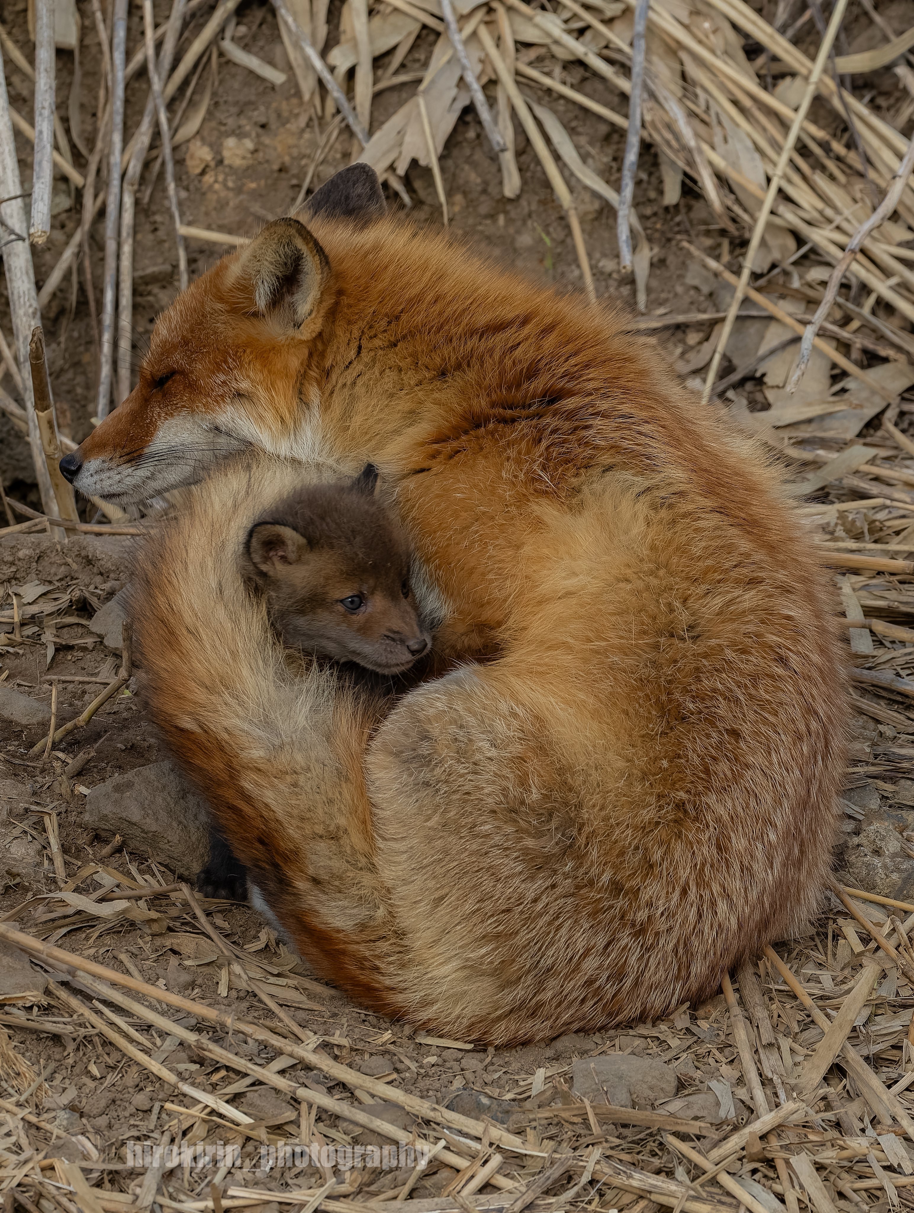 狐狸 这里是最安心的场所🦊🤍©️hirokirin_photo