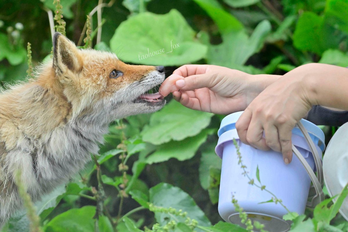 狐狸 接过管理员食物的埃尔©️Foxssil_1005 
