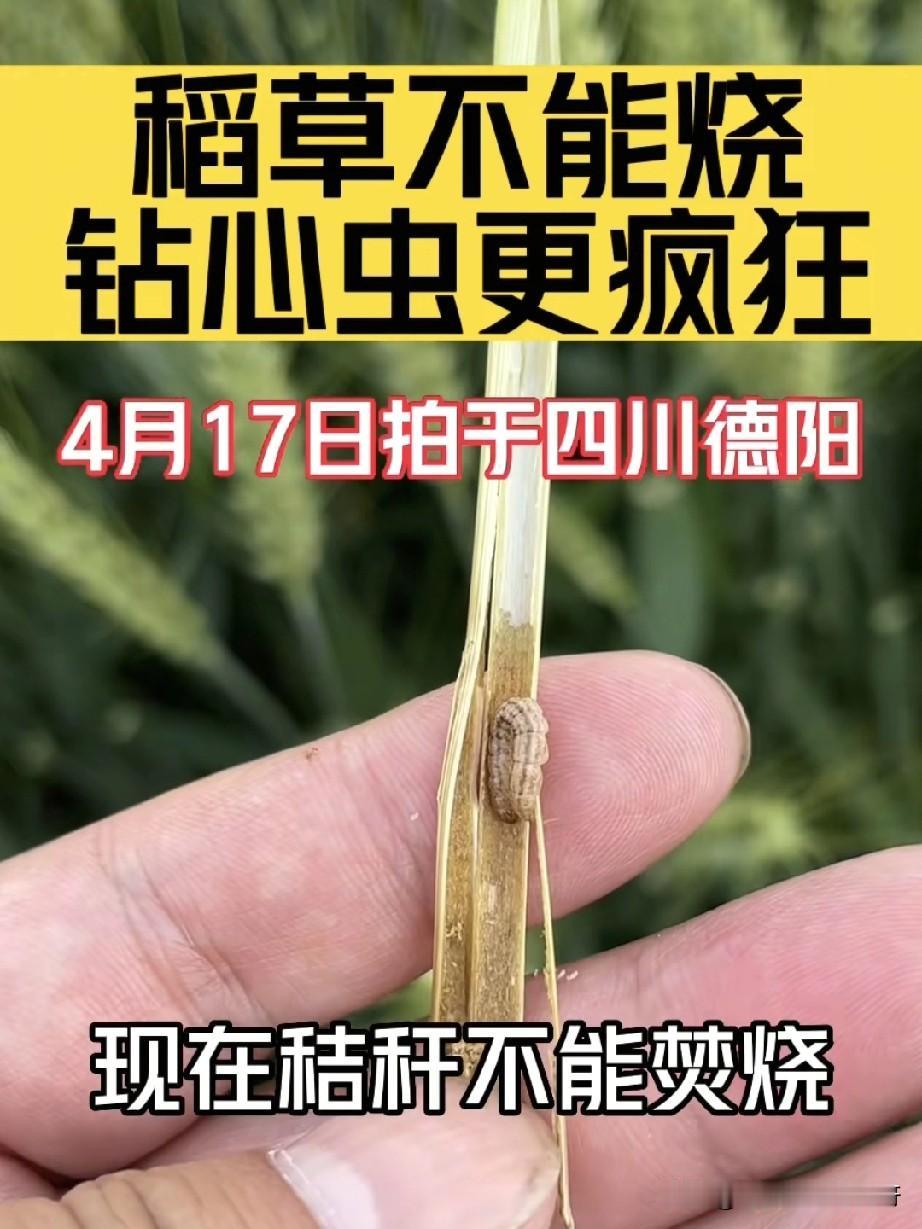 专家提倡不能焚烧秸秆，给农民带来了什么？有很多人发现钻心虫越来越多，为什么呢？由