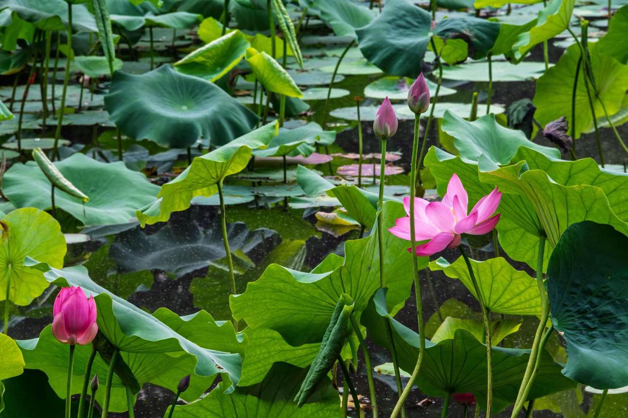 杭州西湖曲院风荷。杭州西湖曲院风荷荷花盛开的季节 我镜头下的荷花 夏日清荷