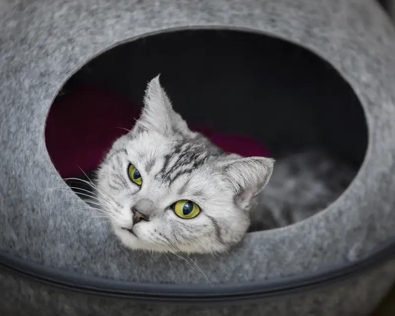 给大家分享我家猫超可爱的照片。

照片里，它正窝在粉色的猫窝里，
圆溜溜的眼睛半