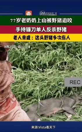 “这比武松打虎还猛！”云南昭通，一七旬老太在菜地被野猪追着咬，受了不轻的伤，后老