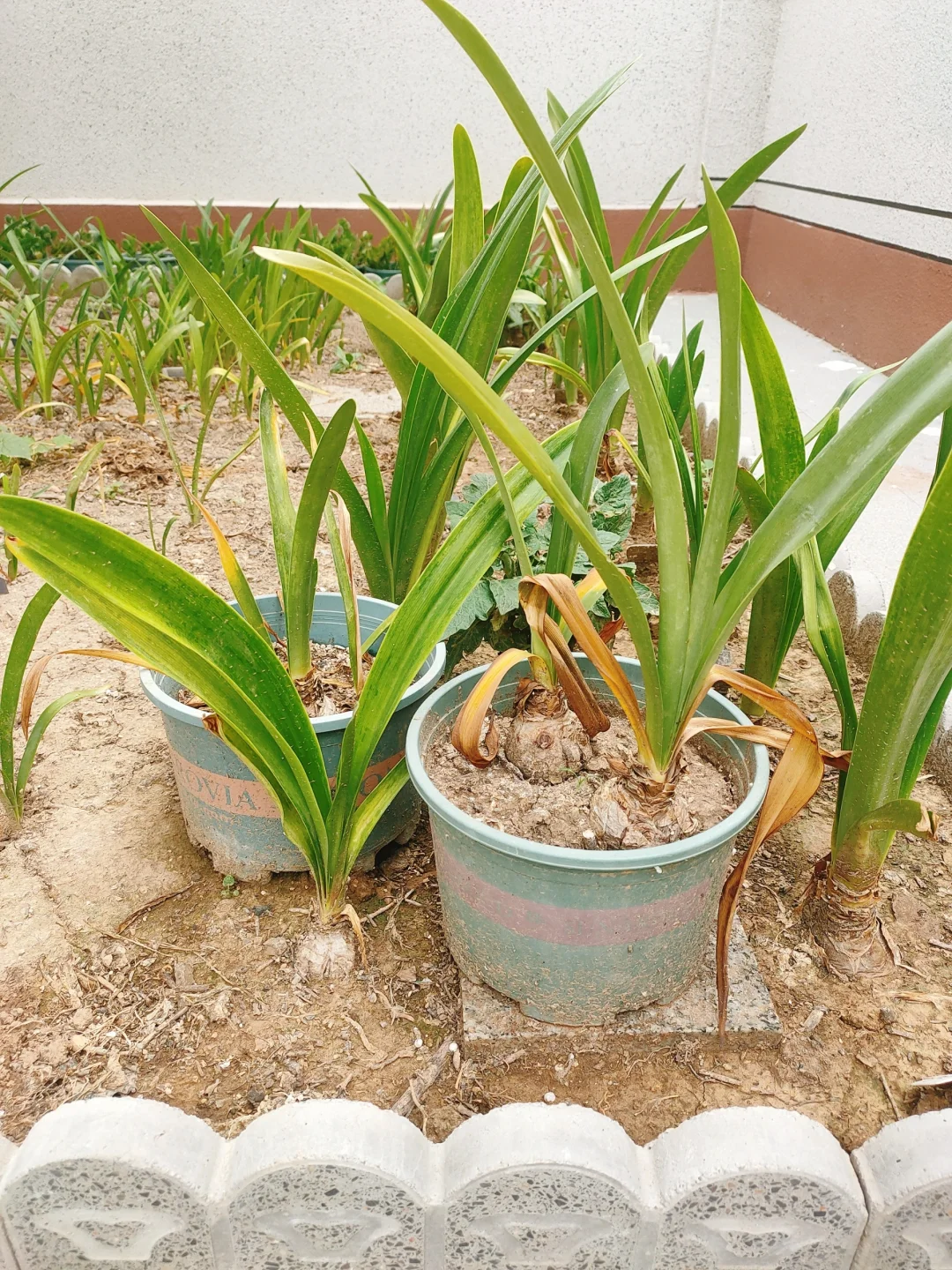 我的秘密花园