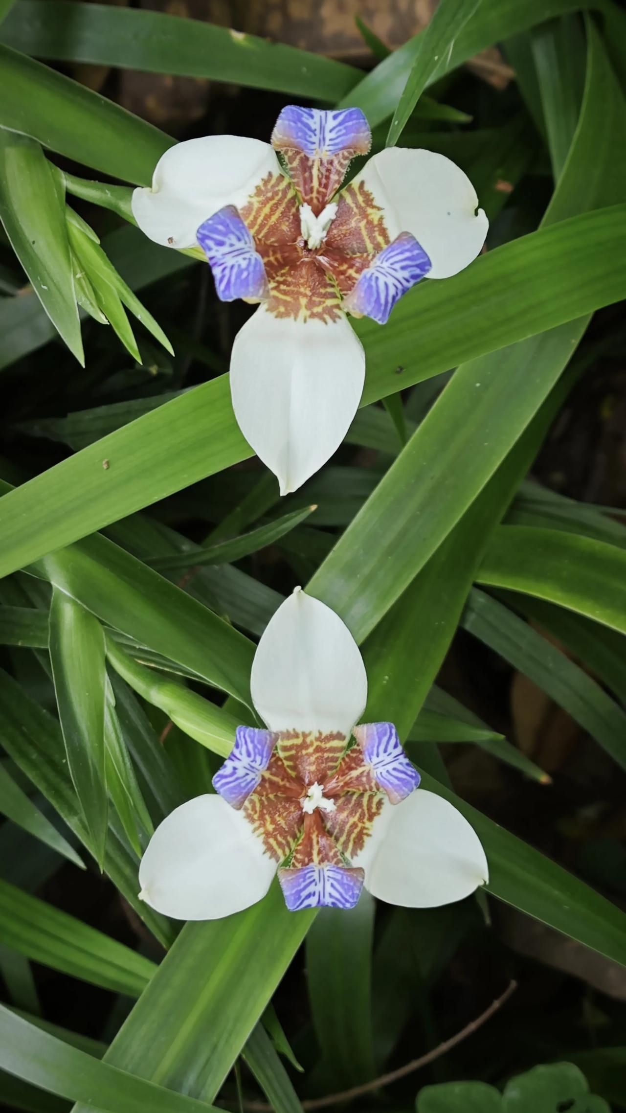 春日生活打卡季在绿意里悄然绽放的巴西鸢尾，白瓣如月光，紫纹似星澜，棕褐纹路藏着自