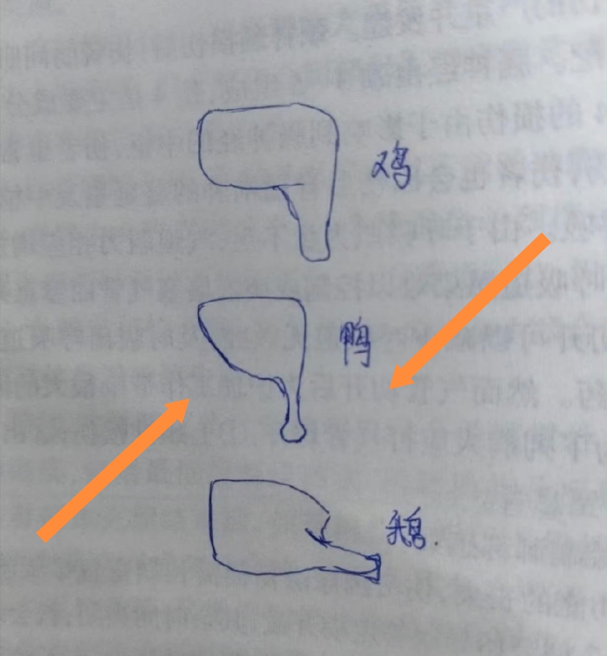 广东网友画图区分鹅鸭鸡腿 真马的，笑死我了。但为什么又扯上广东了。鸡鸭鹅又不都产