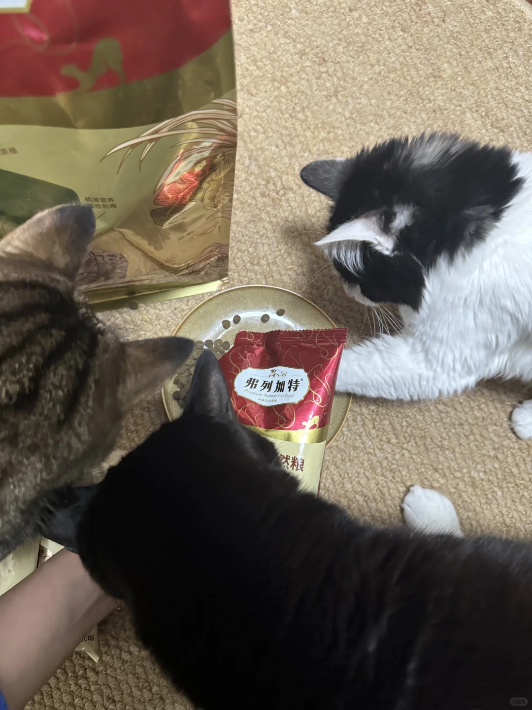 家有三胖！吃鲜肉猫粮养出健康小胖咪！！！