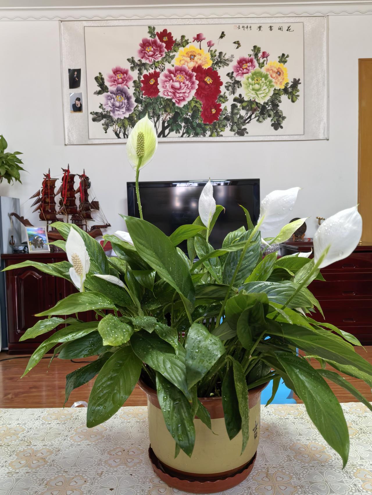 哇，一帆风顺开花了！那洁白的花朵就像一艘艘小船，满载着希望与祝福，特别清新雅致，