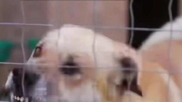 湖南浏阳一名男子被狗咬伤后，因舍不得花钱没有打狂犬疫苗，一个多月后发病离世。他在