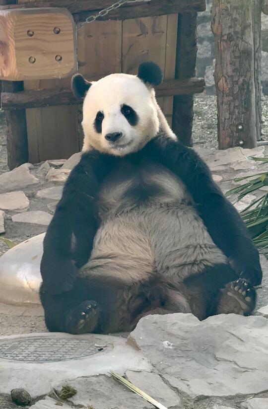 夕阳下的忧郁帅男熊萌哒哒