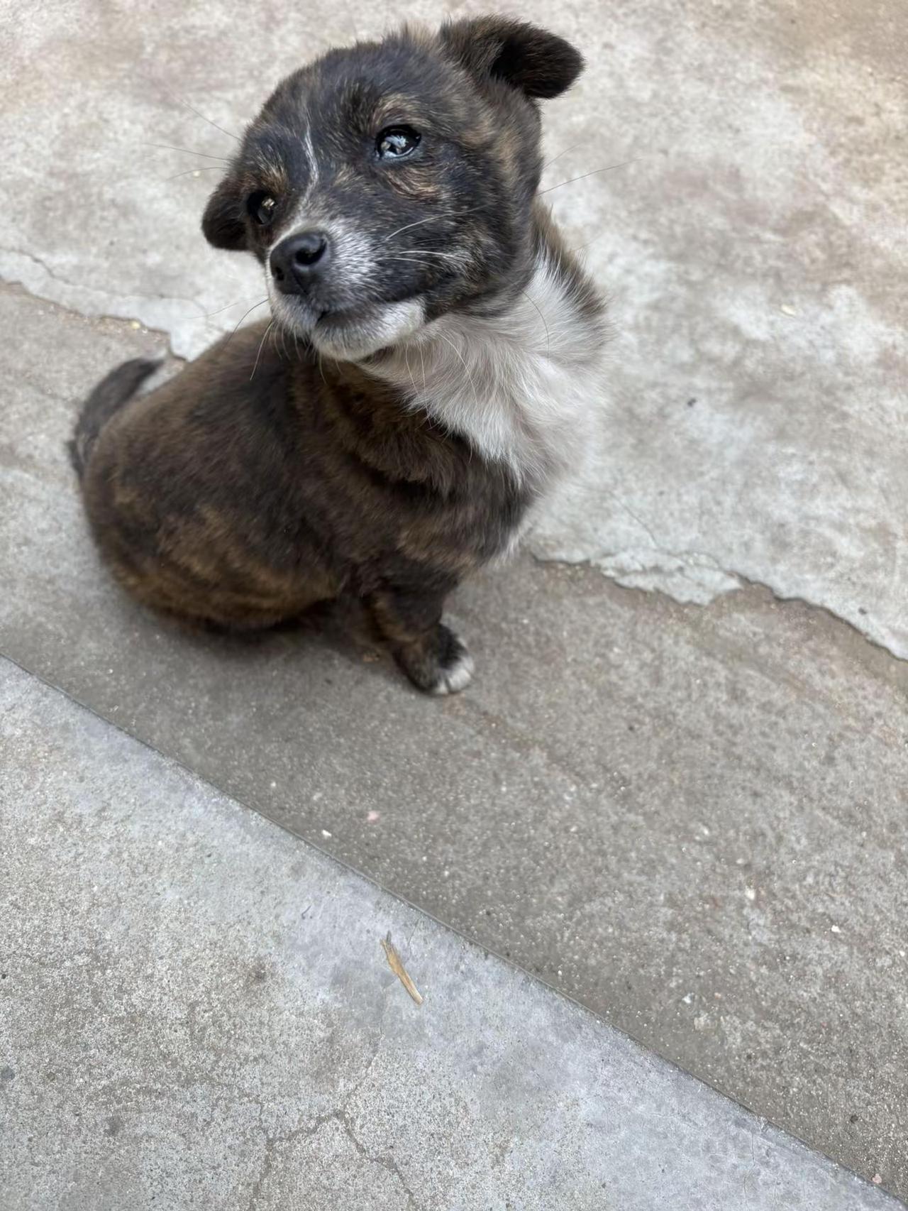 看见音乐计划 保护中华田园犬 小土狗真的很可爱