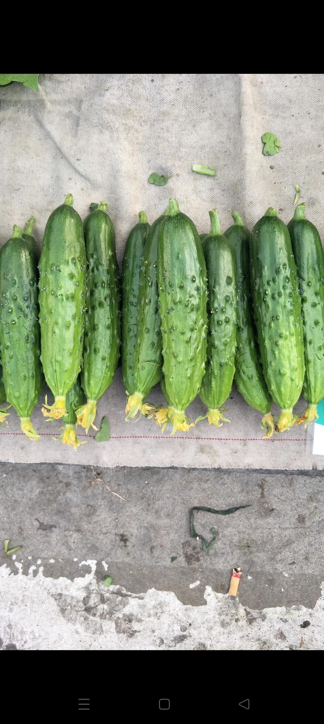 小心！身体被“笔直”破坏

直和歪本是一对矛盾体，各有其自然生存的条件和状态。人