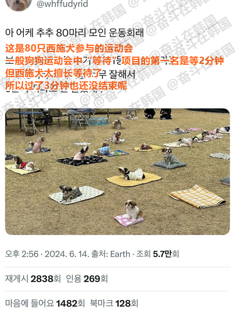 西施犬运动会~海外新鲜事 热点现场 ​​​