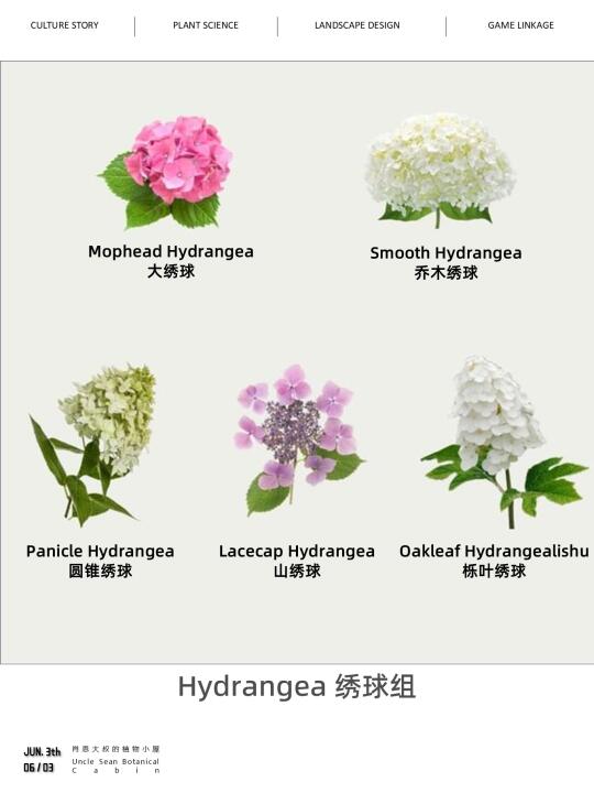 🌸一次搞懂五大类绣球园艺品种分类！