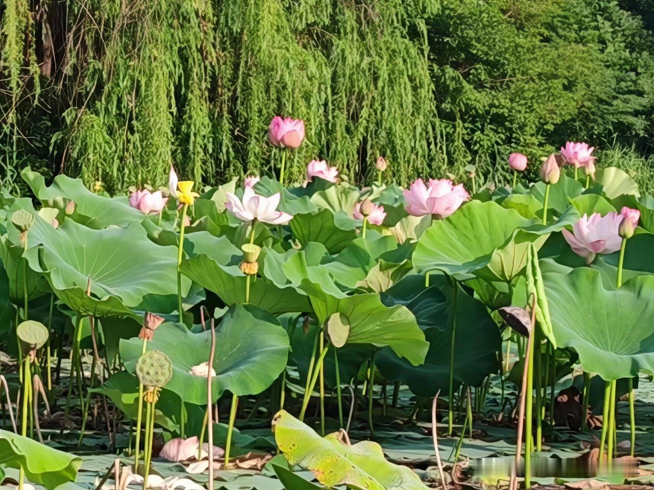 打卡夏日美照 徐州云龙湖的荷花简直是夏日限定的绝美画卷！今年云龙湖荷花种植面积达
