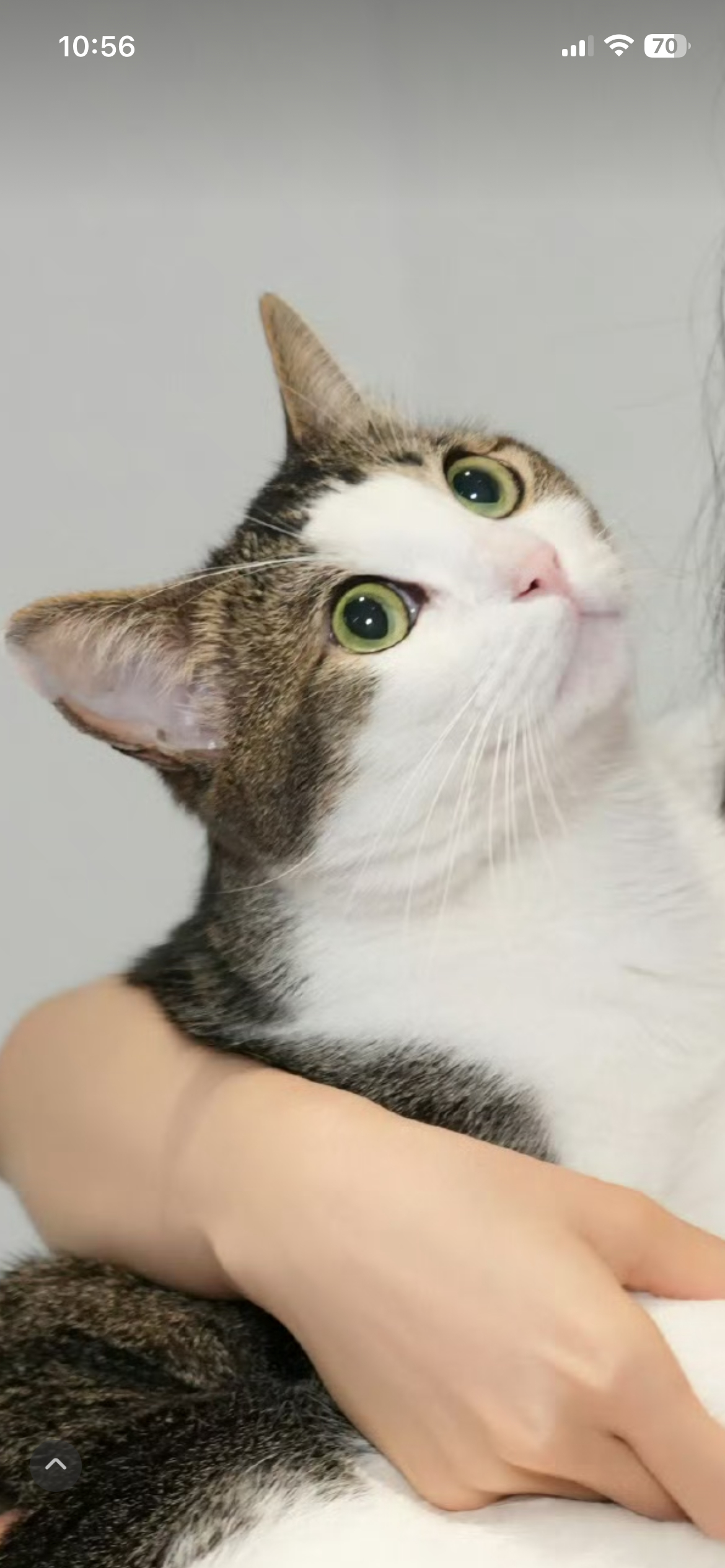这耳朵看着确实挺好吃的现在看多了 觉得爪子也能吃 