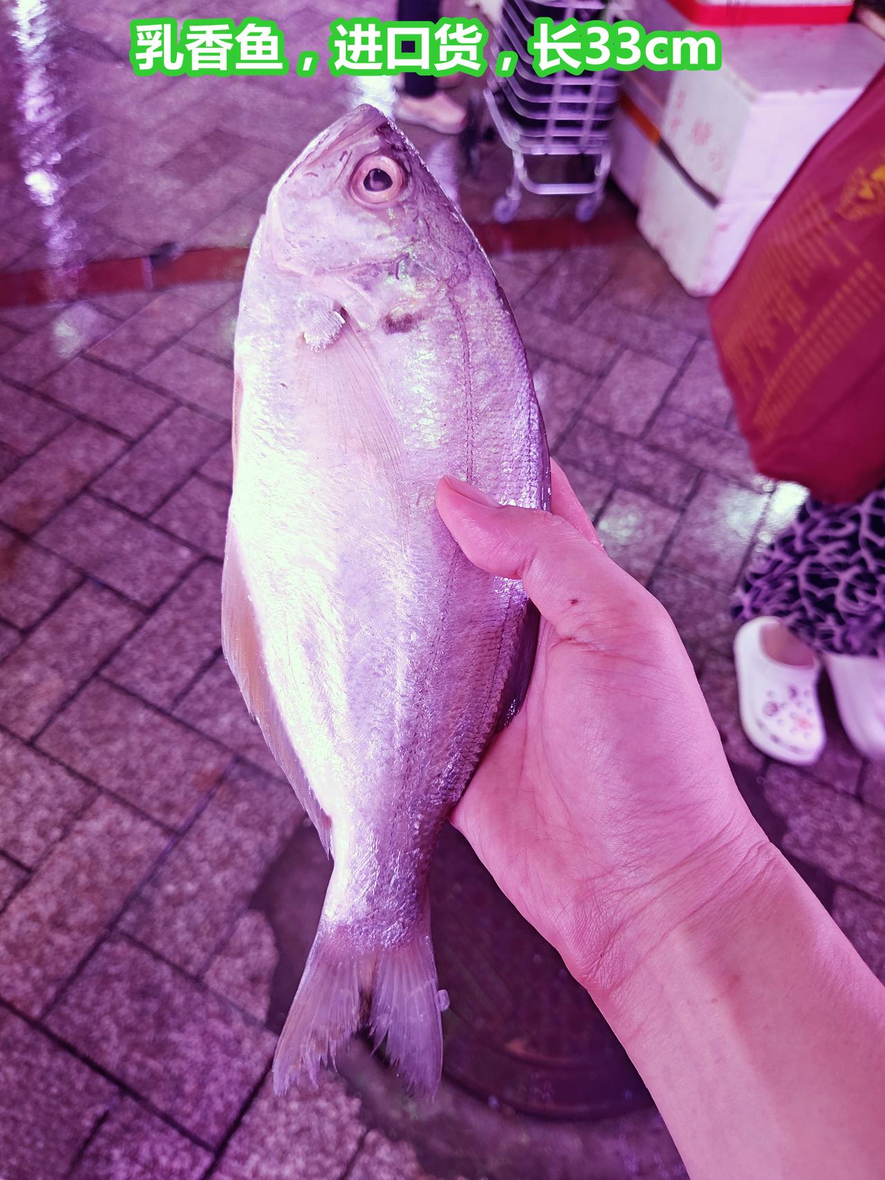 乳香鱼，粤语俗名是什么，老板叫银丝鱼

乳香鱼/Lactarius lactar