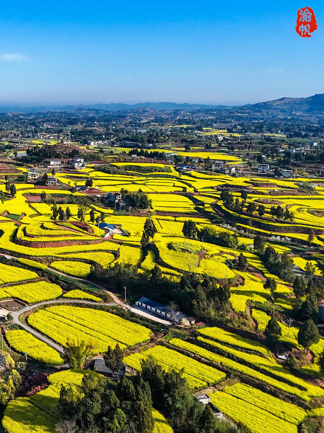 重庆的春天从潼南开始，因为潼南有中国最美的油菜花海！但到了潼南，很多人都去崇龛陈