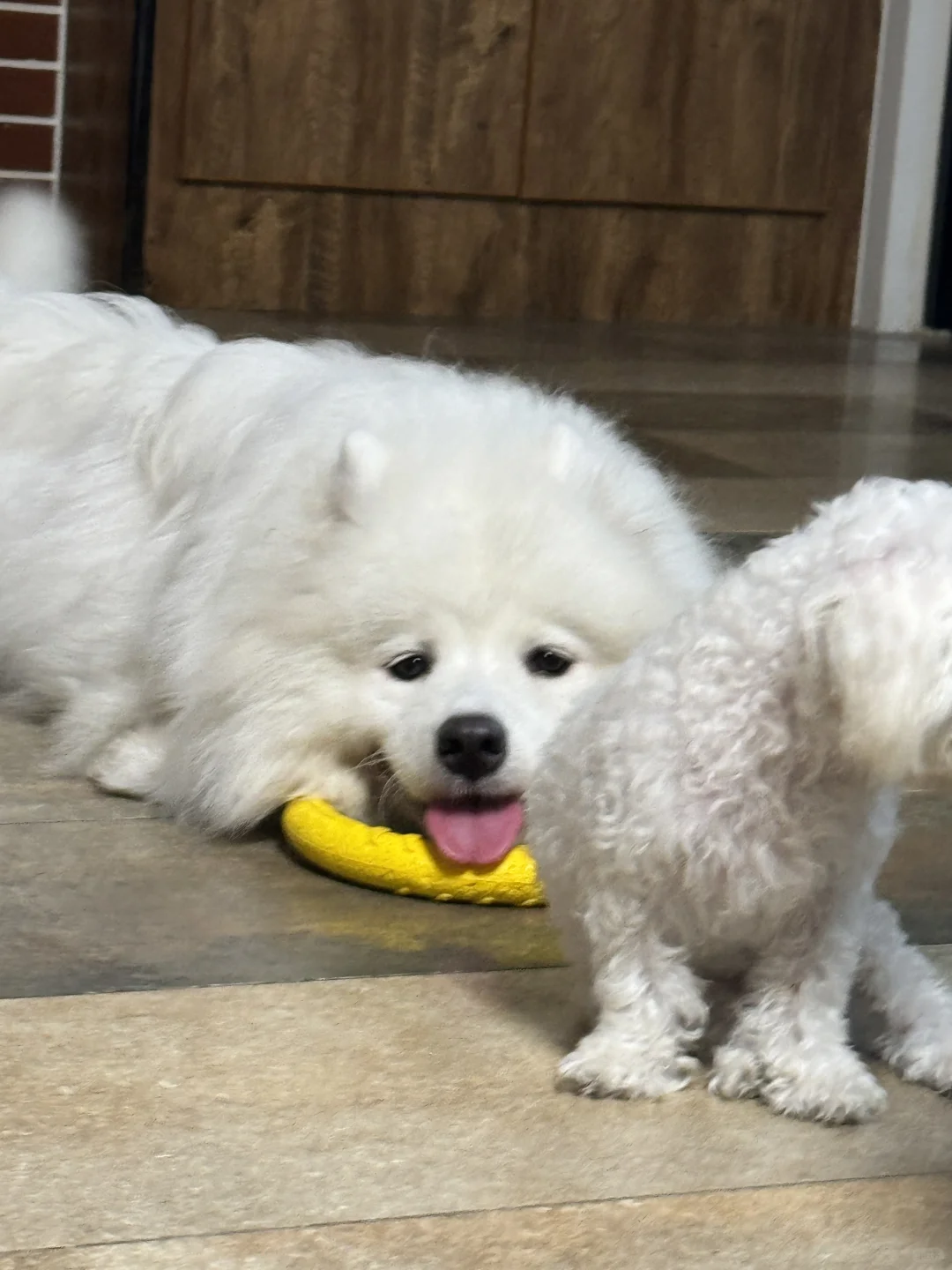 吐舌头小狗🐕