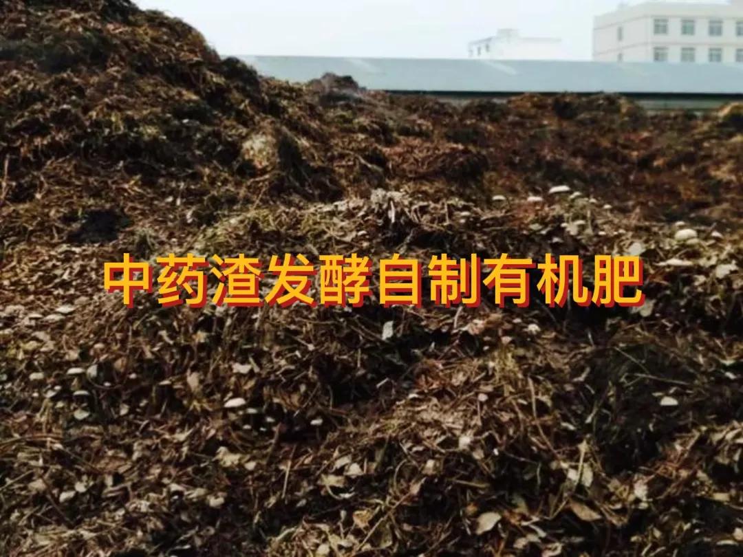 #你有没有尝试过某种新的施肥方法?#种植小菜园用中药渣自制有机肥效果好。
中药渣