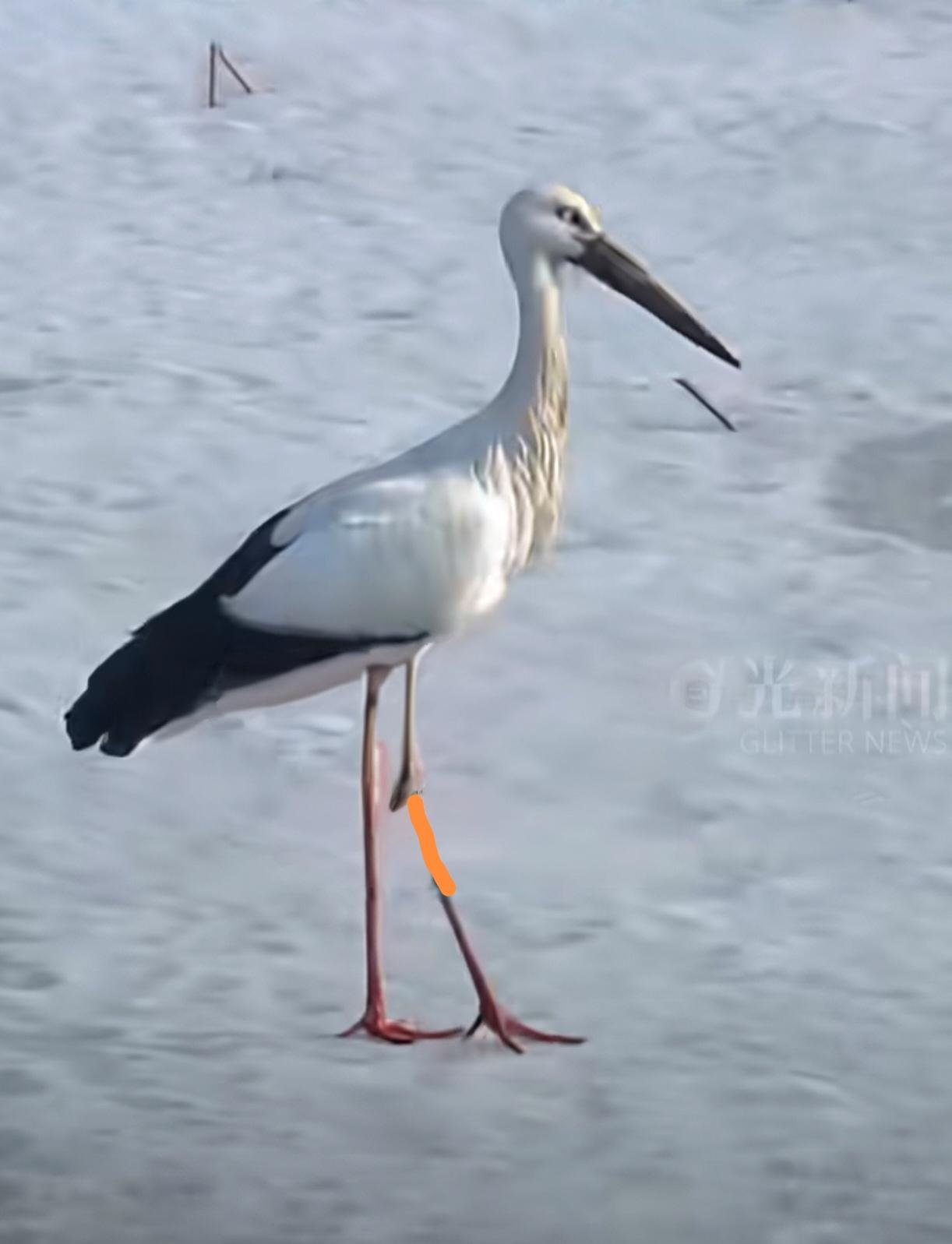 又到了东方白鹳繁育的姐季节，做为稀有的保护动物，珍爱最重要～