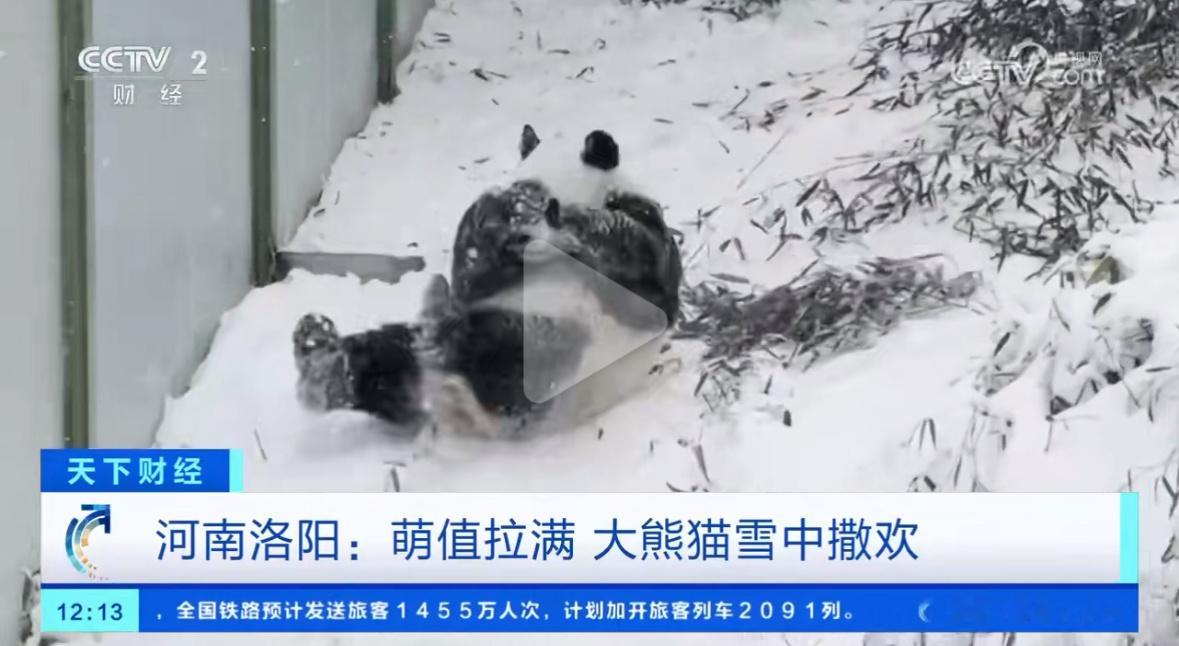 大熊猫看到下雪开心得直哼小曲 这只在雪地里尽情撒欢的宝宝叫迈少😊太可爱了吧，多