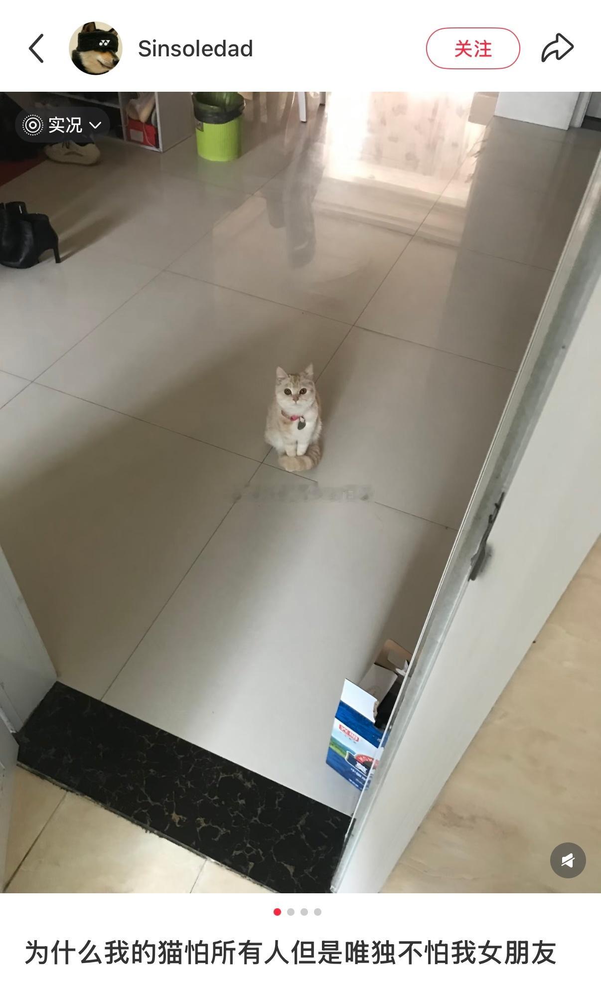 为什么小猫唯独不怕主人的对象 ​​​
