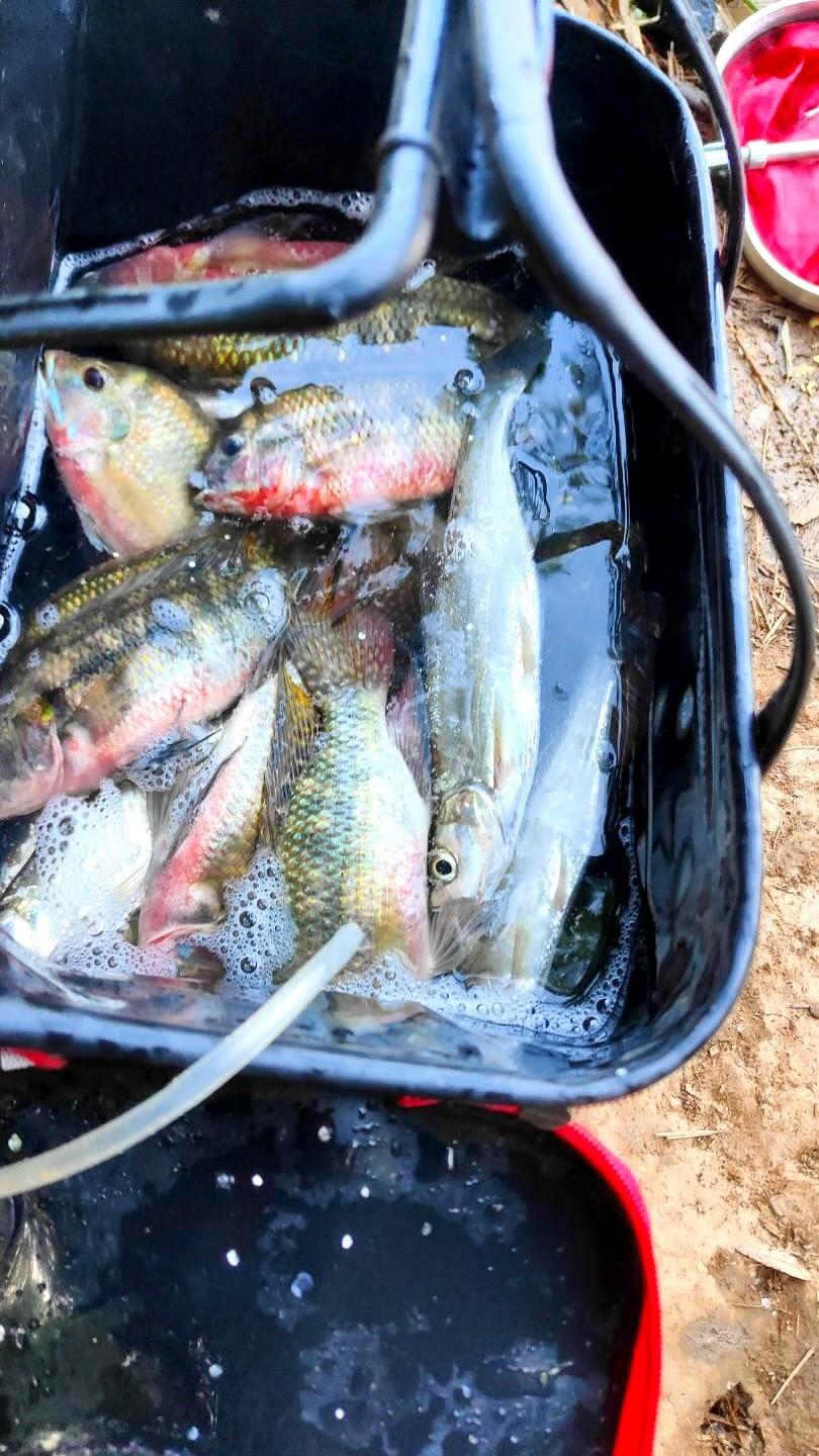 还在切主线、丢浮漂？说明你的线组从根上就错了。

记住一个死规矩：子线永远比主线