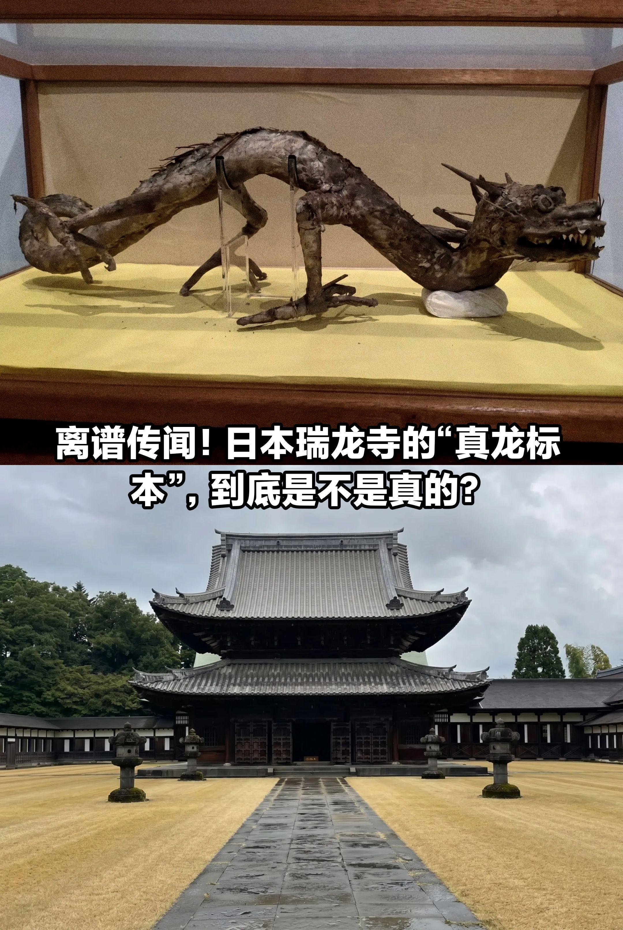 离谱传闻！日本瑞龙寺“龙标本”，是真的吗。