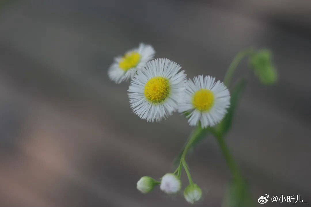 每个人心里都藏着一个人，不是不爱，而是爱而不得，不是不联系，而是不能联系，不是不