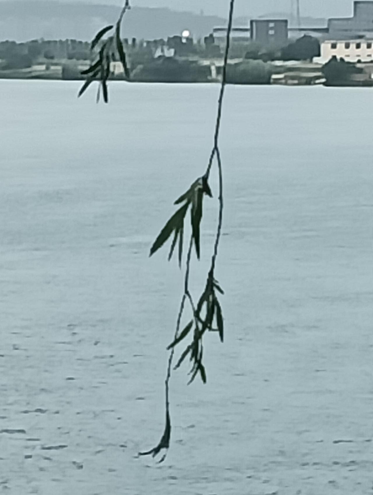 历史上有名的绝命诗

1:项羽:
          《垓下歌》
力拔山兮气盖世
