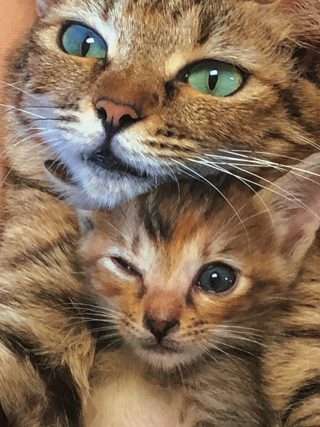 有些猫总爱抢镜头哈哈哈