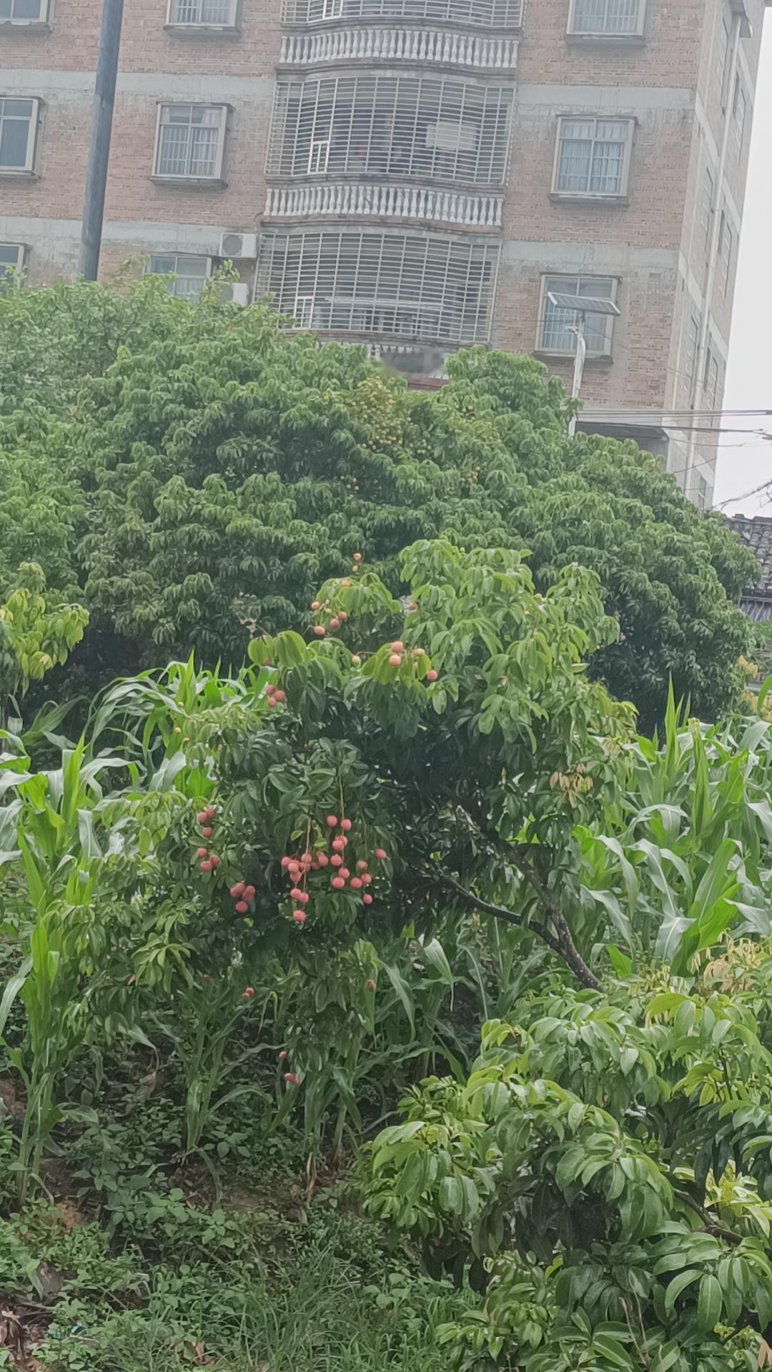 桂平的荔枝
去年桂平的荔枝盛产，
今年的量就有点少了，
不过，时节到了，
没果的