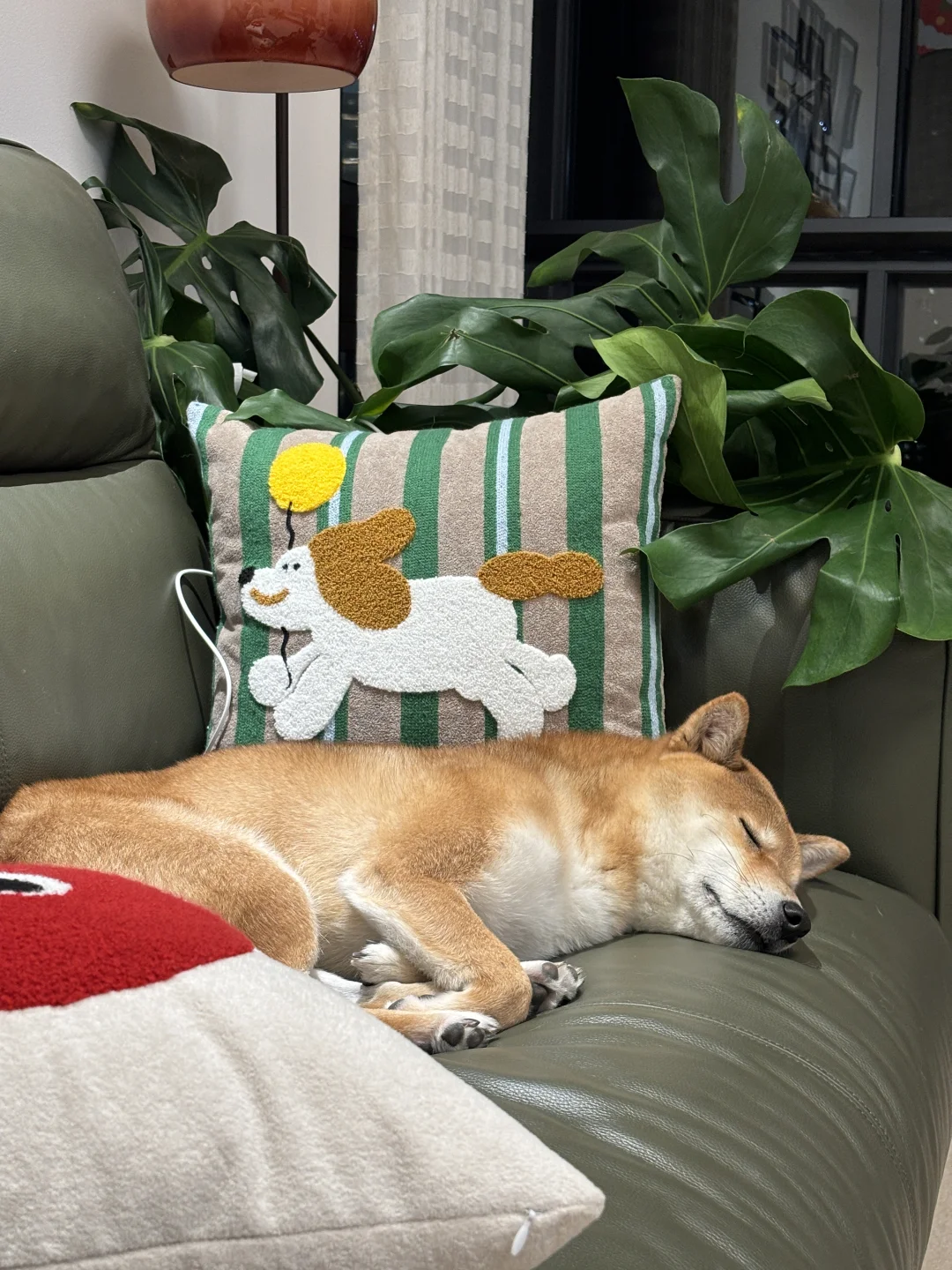 终于明白了那句：给小狗选择的权利