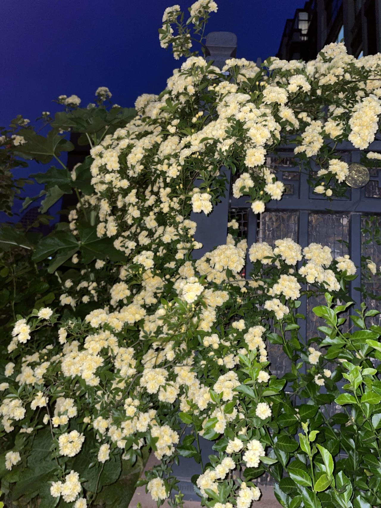 太喜欢这种氛围感的照片了，晚上出去散步小区里发现的太美了