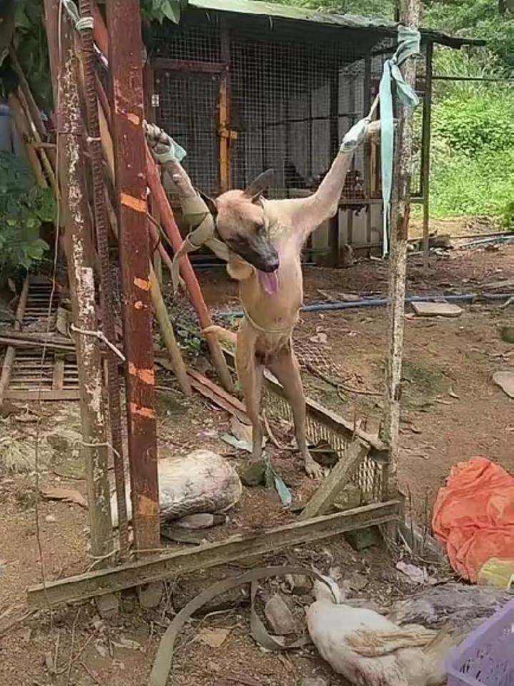 哈哈哈，笑死我了，今天我来到了乡下的表哥家做客，刚进表哥家院子里，我居然看到了这