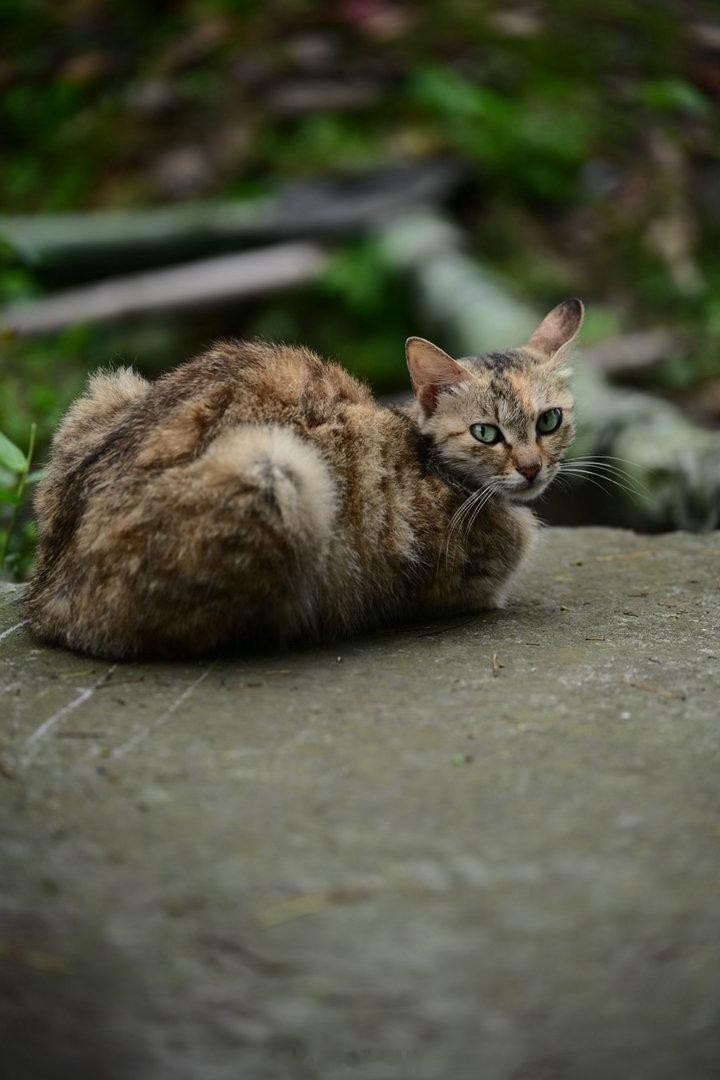 路遇的毛孩子们，霸气和好“拿捏”，一眼分明。猫猫
