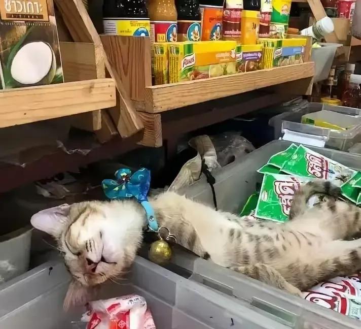 媳妇看见货架缝里钻出一只橘猫，脸当场垮成苦瓜，拉着我就要走。
我瞄了眼，猫尾巴干