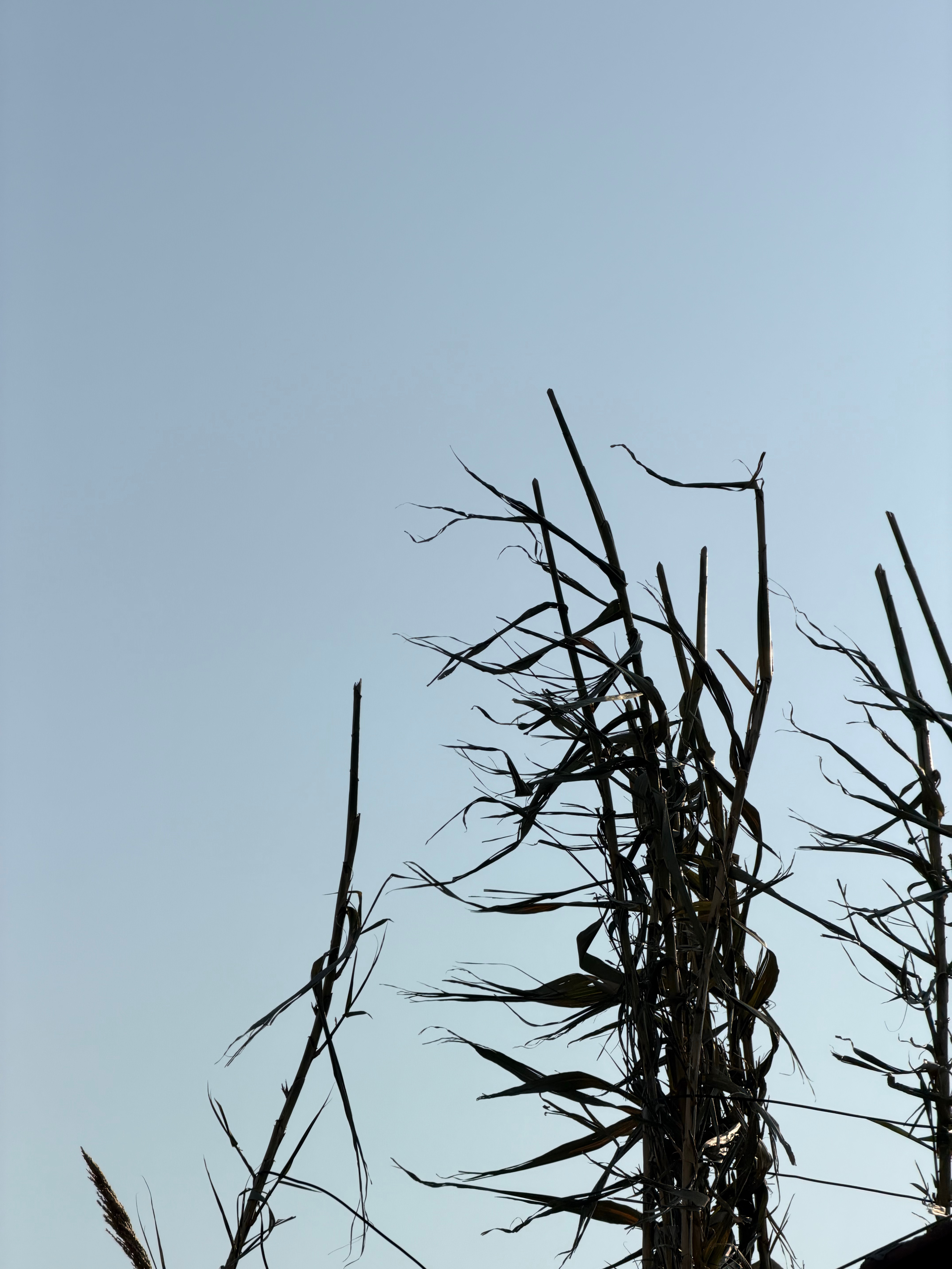 今天又是大风的一天，你那风大不？