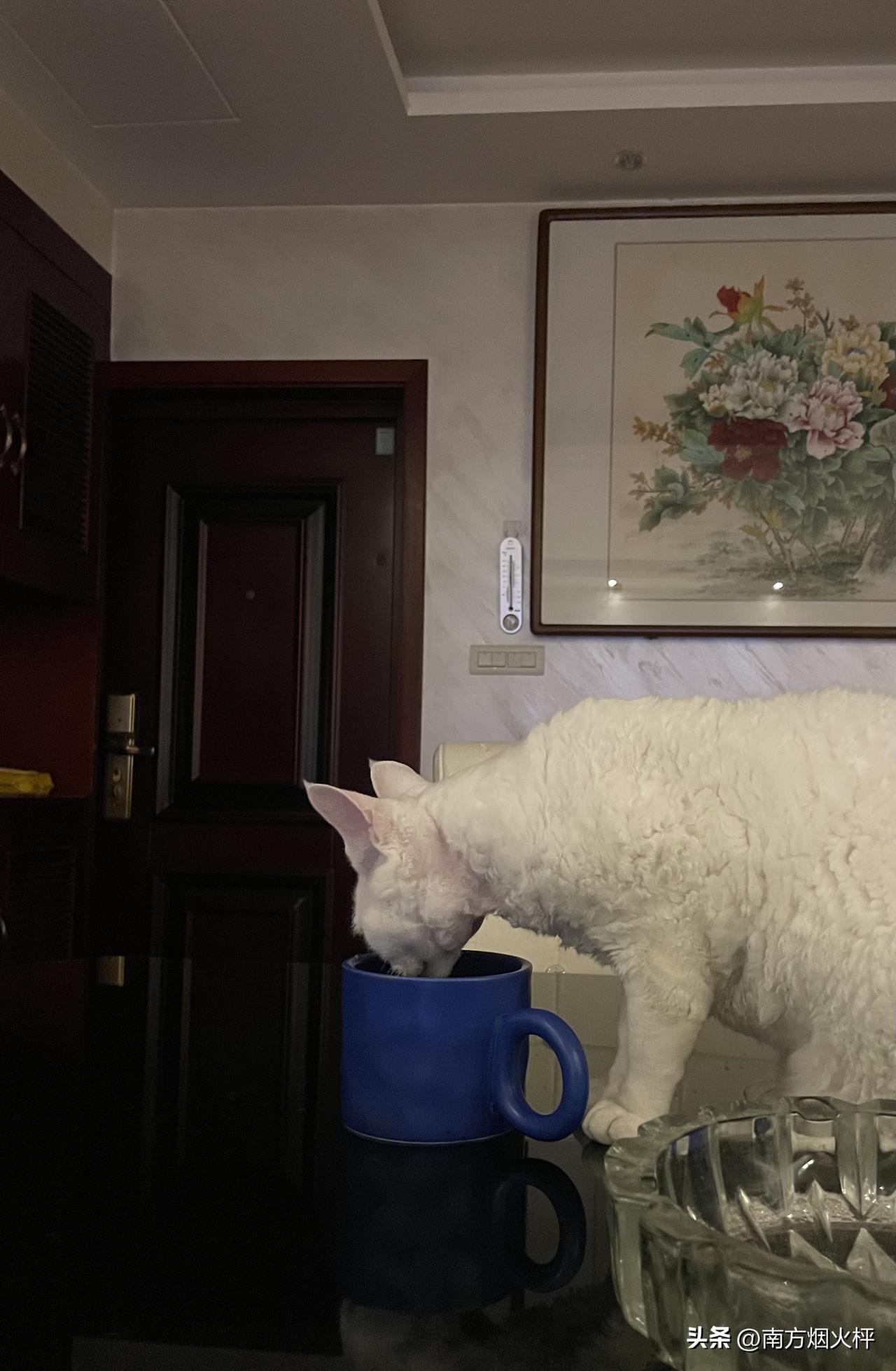 我家的小猫咪，今天是一只主动喝水的乖乖咪；小猫咪只有渴极了才会主动喝水的，主动喝